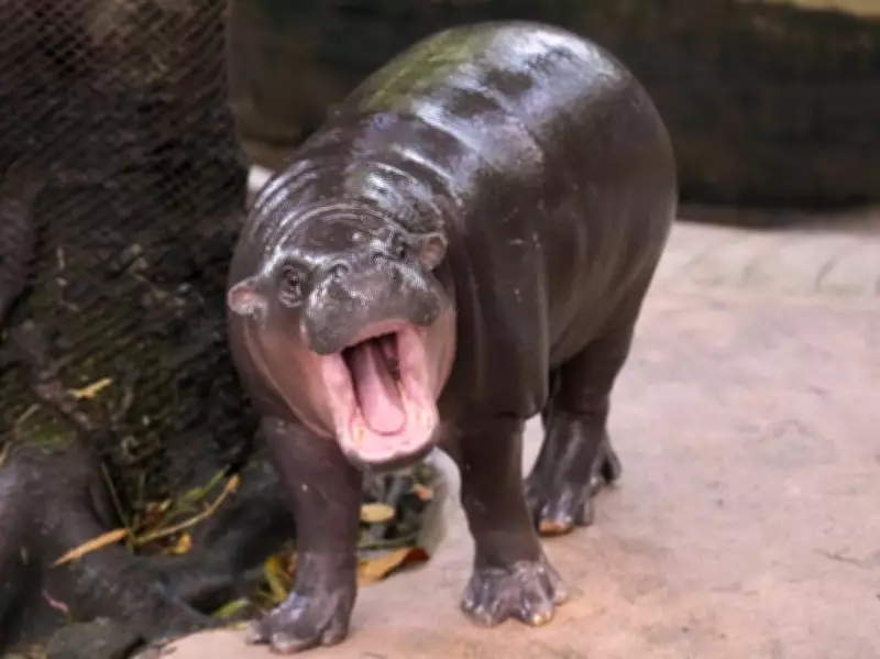 Thai Man Arrested After Climbing Into Enclosure of Social Media Star Hippo Moo Deng