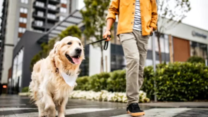 The Dangers of Distracted Dog Walking: Why Your Full Attention Matters