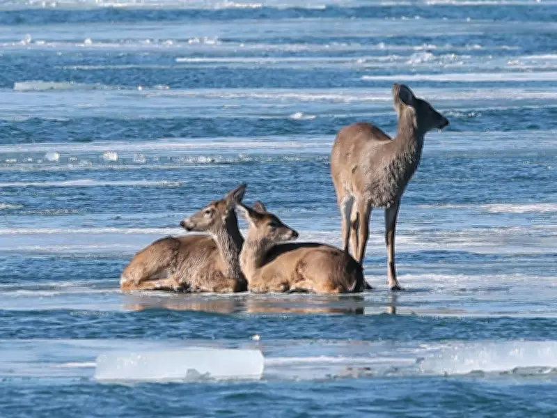 Three Deer Float on Ice Floe Down Detroit River, Captivating Windsor Onlookers