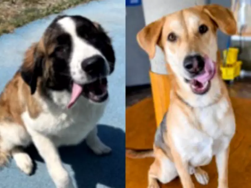 Toronto Waives Adoption Fees for Large Dogs, Highlighting Mutual Benefits