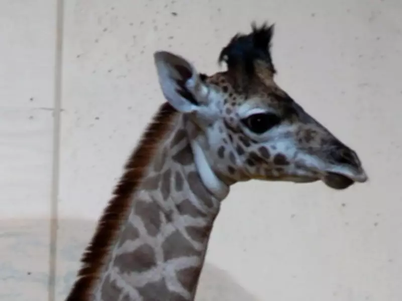 Toronto Zoo Welcomes New Baby Giraffe, Public to Choose Her Name