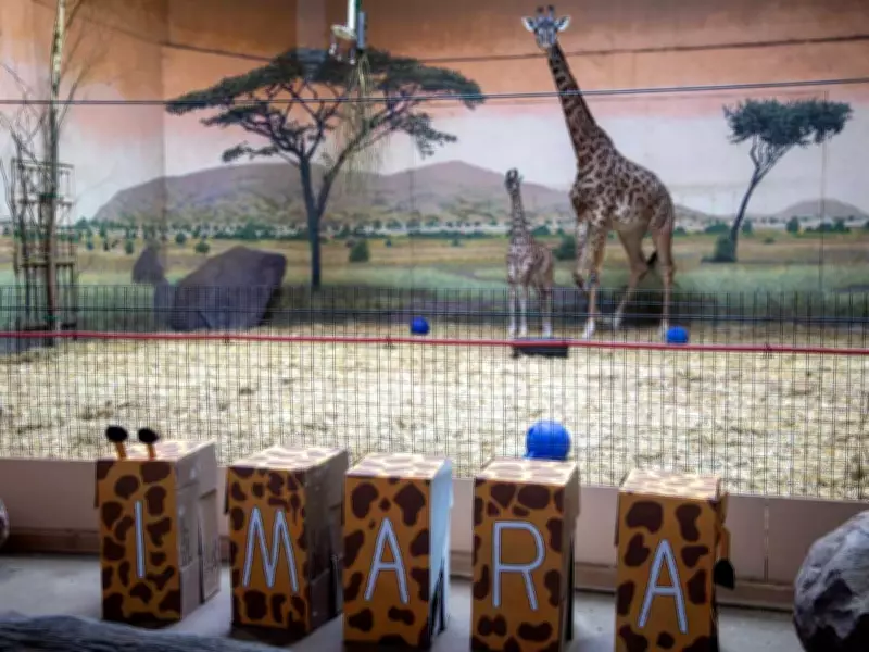 Toronto Zoo's New Masai Giraffe Calf Named Imara by Public Vote