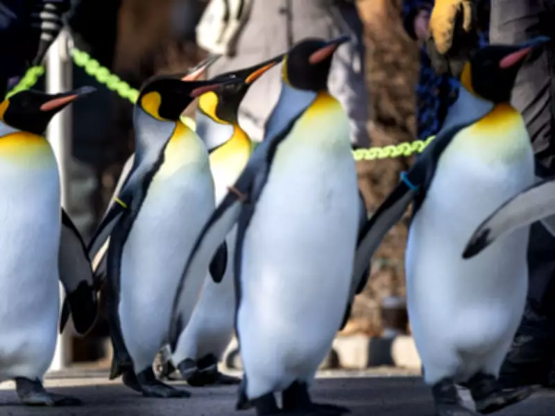 Tourism Calgary Launches 2026 Attractions Pass for Local Exploration