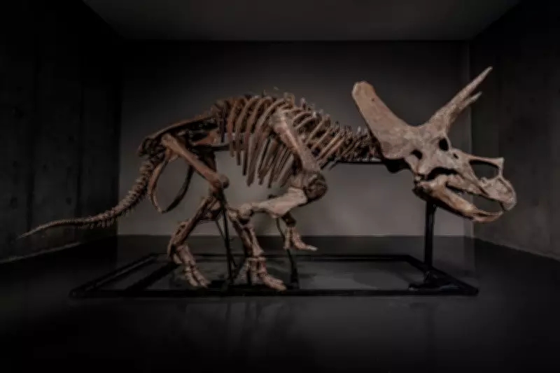 Triceratops Skeleton 'Trey' Heads to Auction Amid Booming Dinosaur Market