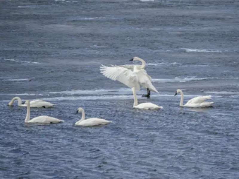 Trumpeter Swans Return to Alberta Fields, Signaling Spring's Arrival