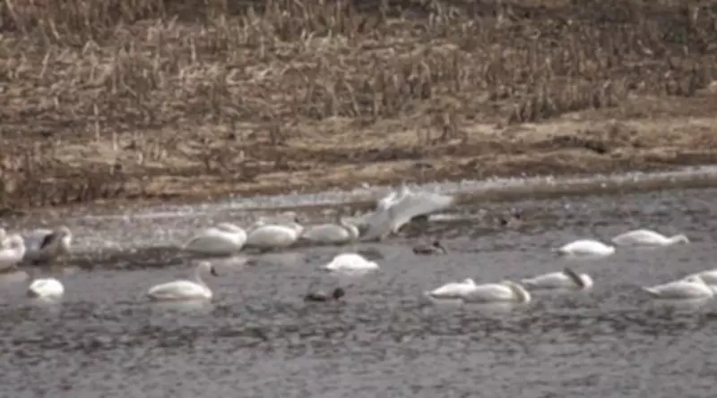Tundra Swans Gather in Waterloo as Spring Migration Commences