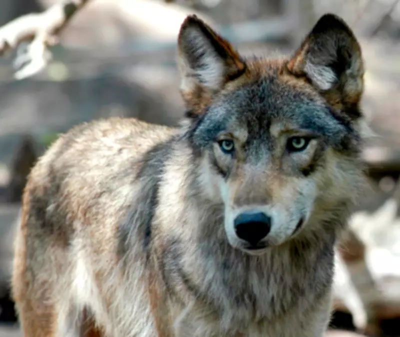 U.K. Wildlife Park Euthanizes Entire Wolf Pack After Fatal Internal Conflict