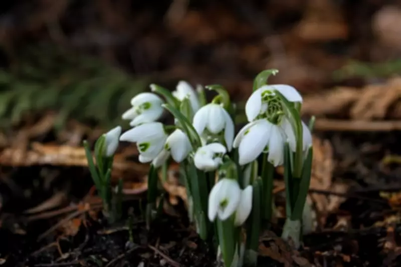 Unsettled Weather Week Begins with Sunny Monday in Windsor-Essex Region
