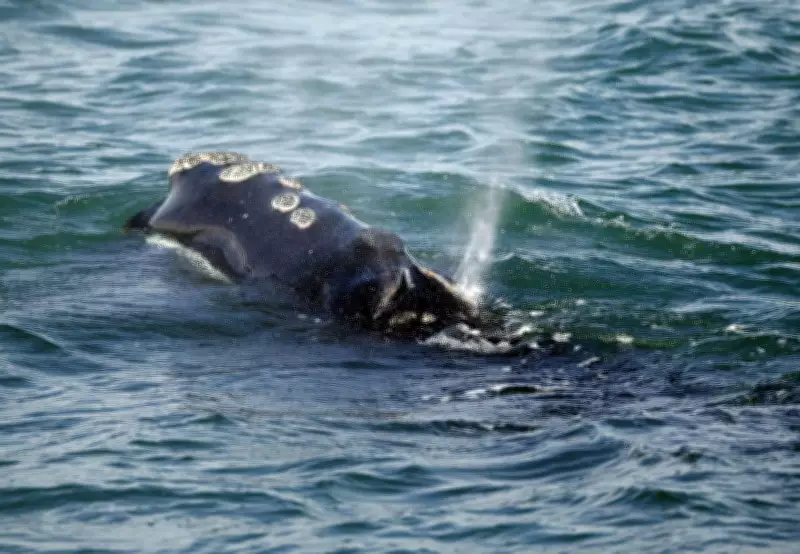 U.S. Plan to Alter Whale Safety Rules Sparks Canadian Criticism