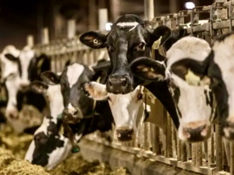 U.S. Tariffs Reshape Trade: Canada's Dairy Sector Faces Reform Pressure