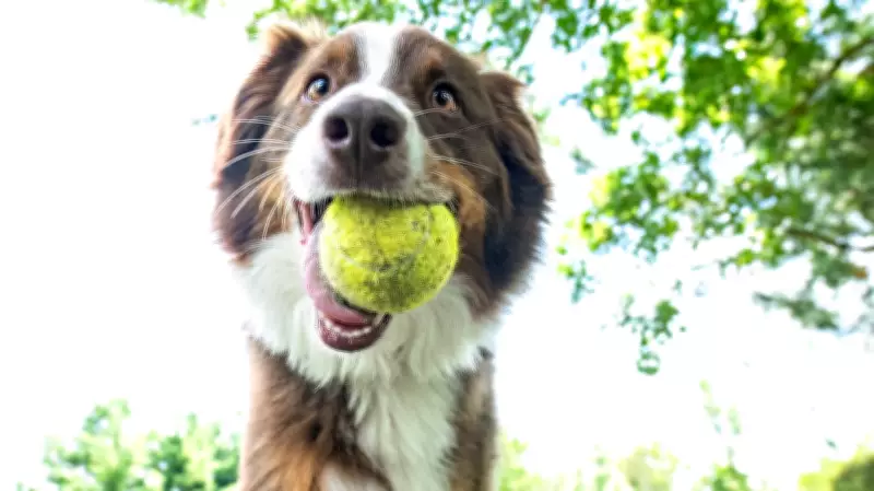 Veterinarians Warn Tennis Balls Pose Dental and Chemical Risks to Pets