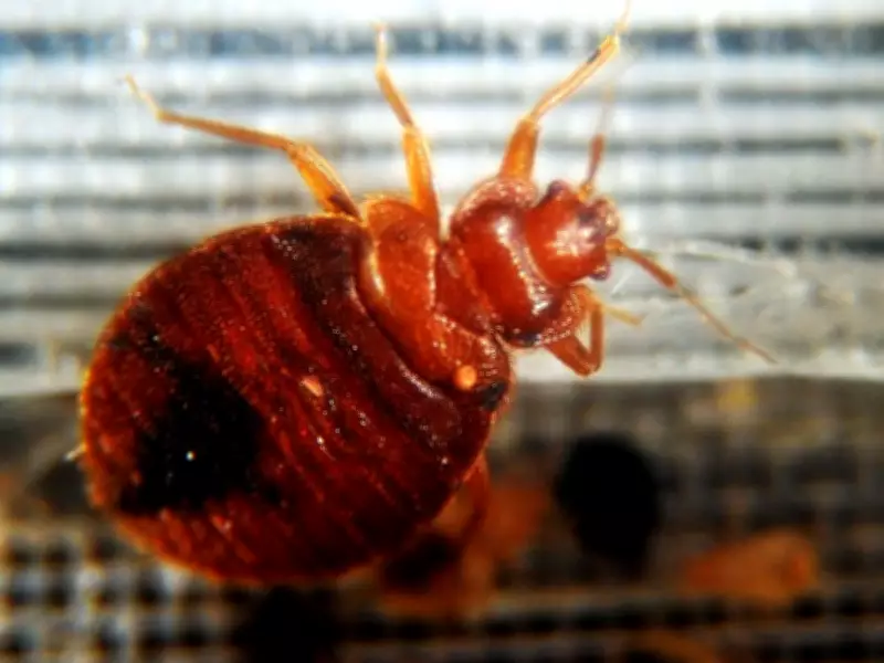 Westmount Public Library Temporarily Closed for Bedbug Treatment