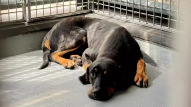 Whistleblower Challenges Review Findings on Controversial Dog Research at London Hospital