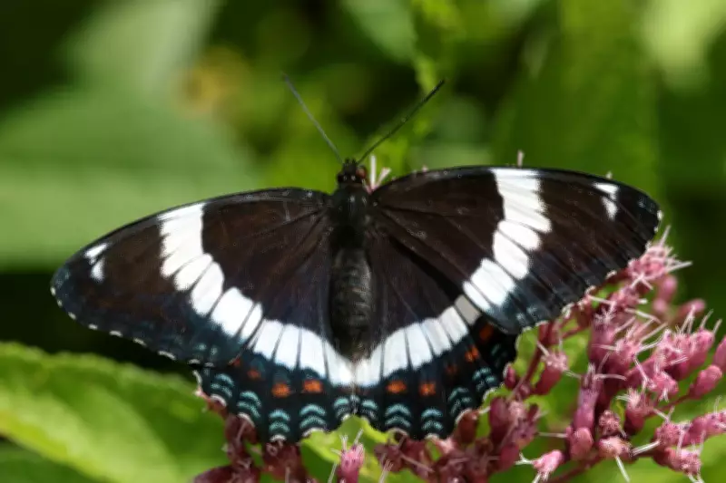 White Admiral Butterfly Officially Named Quebec's Emblem Insect After Three Decades