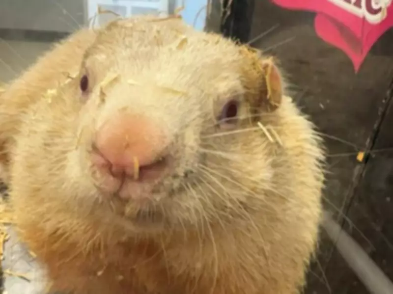 Wiarton Willie, Beloved Groundhog Weather Prophet, Dies in His Sleep