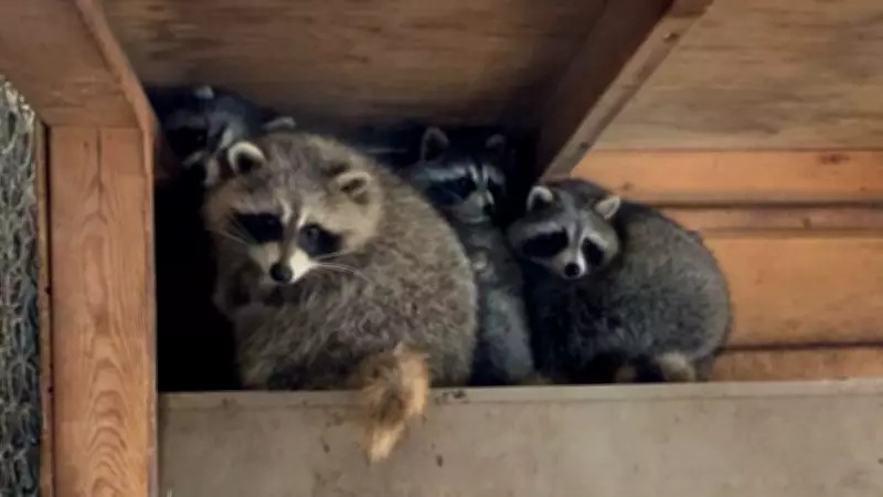 Wildlife Expert Warns Many Animals Struggling as Winter Ends in Ontario