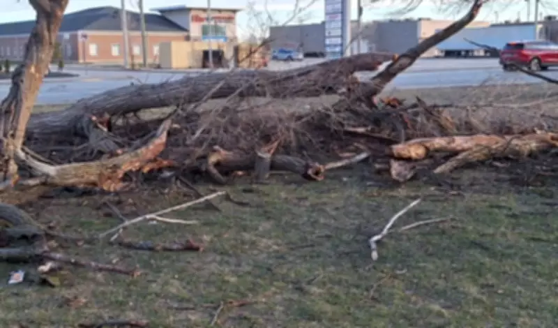 Windsor Continues Recovery Efforts Following Severe March Windstorm Damage