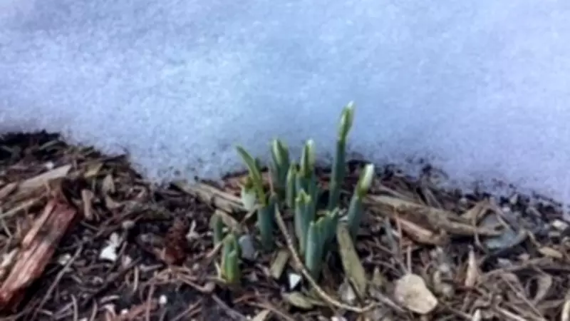 Windsor-Essex Braces for Cold Snap Followed by Wet Weather This Week