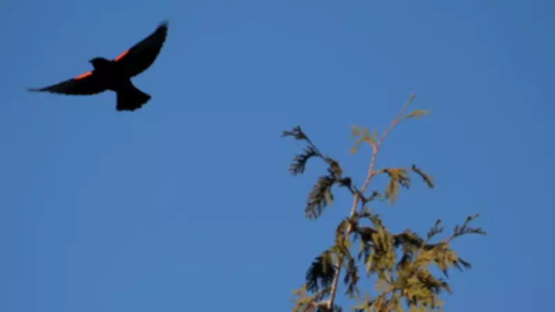 Windsor-Essex Forecast: Cloudy Skies, Rain Chances, and Mid-Week Warmup