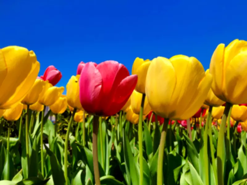 Windsor-Essex Spring Weather Forecast: Meteorologist Gary Archibald's Outlook