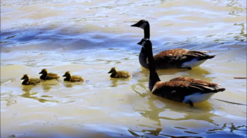 Windsor-Essex Weather: Flurries Today, Warming Trend Expected Later This Week