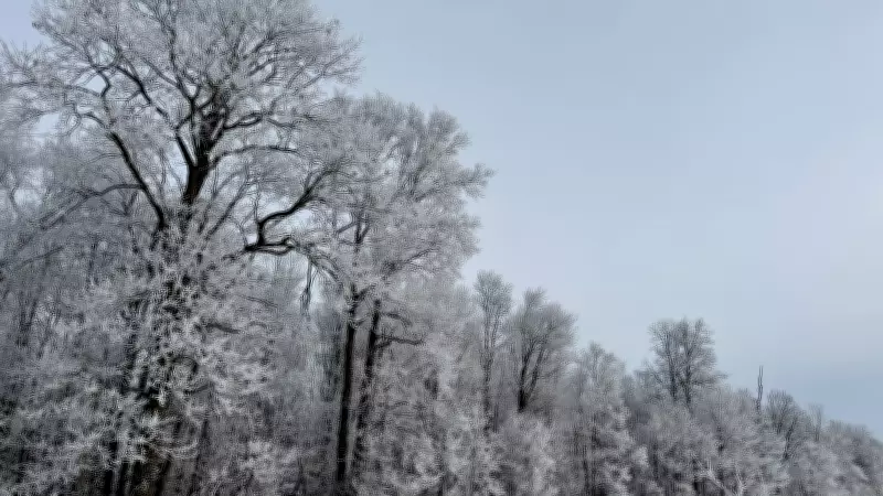 Windsor-Essex Weather Shift: Gusty Winds and Flurries Yield to Milder, Wetter Days Ahead