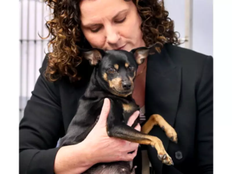 Windsor Humane Society Pleads for Responsible Pet Surrender After Injured Dog Found