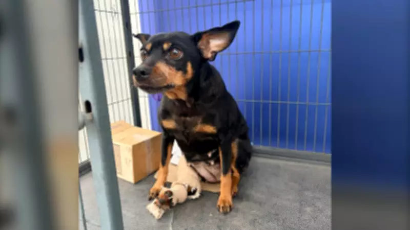 Windsor Humane Society Seeks Public Help After Injured Dog Abandoned at Shelter