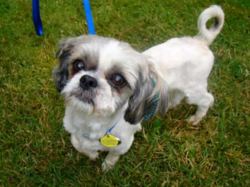 Windsor Police Arrest Alleged Dog Thief, Reunite Shih Tzu with Owner