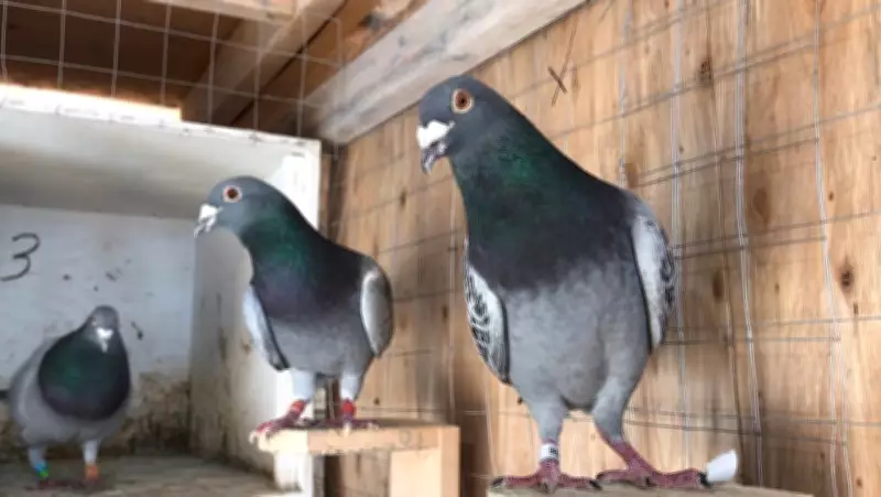 Winnipeg Appeal Committee Orders Removal of Backyard Pigeon Aviary