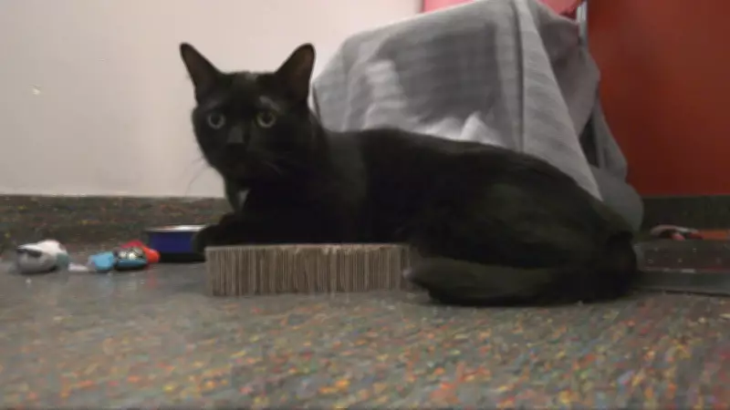 Winnipeg Humane Society Reduces Operating Hours Amid Financial Strain