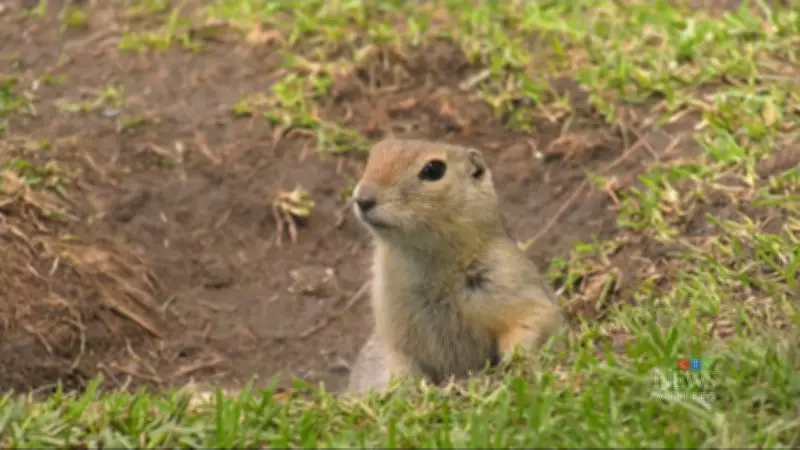 Winnipeg Humane Society to Appeal Province's Approval of Rodenticides for Ground Squirrels in City Parks
