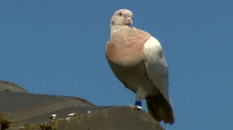 Winnipeg Residents Divided Over Approved Racing Pigeon Aviary in Neighborhood