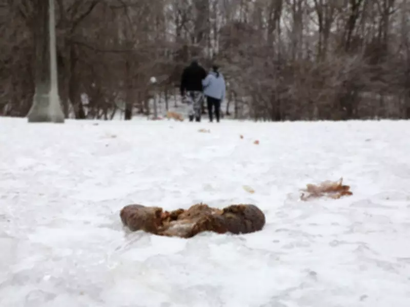 Winter's Thaw Exposes Neglected Dog Waste, Creating Urban Minefields