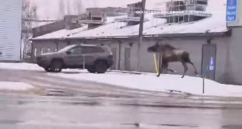 Young Moose Euthanized in Moncton After Health Deterioration