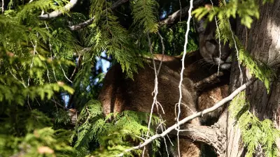 B.C. Officials Issue Warning After Cougar Spotted in Tree in Summerland