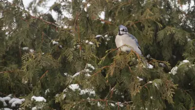 Chilly Winds and Freezing Drizzle Grip London Area Today