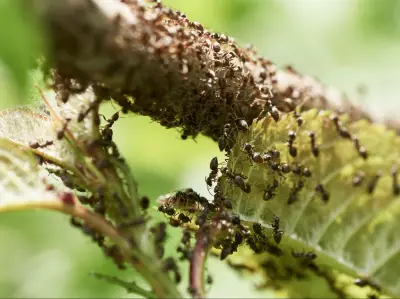 Chinese National Busted for Smuggling 2,000 Queen Ants from Kenya