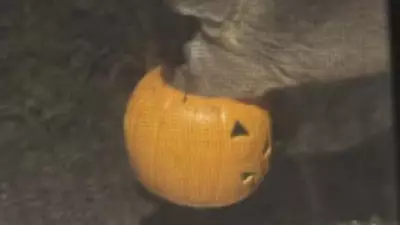 Deer in Distress: Halloween Bucket Traps Animal in Pittsburgh Neighborhood