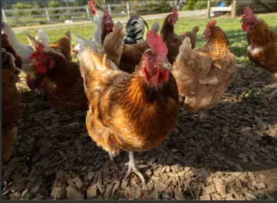 Documentary Reveals the Complex Social World and Intelligence of Chickens