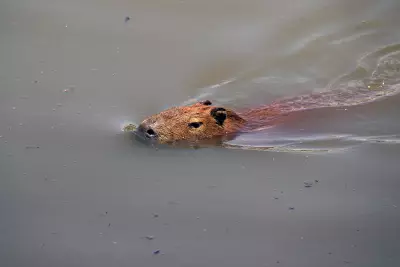Eight Arrested in Brazil for Brutal Attack on Capybara, Highlighting Wildlife Crime