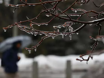 Freezing Rain Storm Paralyzes Ottawa, Cancels School Buses Amid Icy Conditions