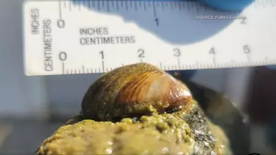 Invasive Zebra Mussels Discovered in Saint John River Last Year