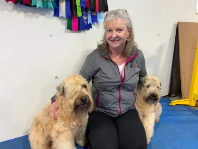 Kitchener Dog Breeder Gains Global Acclaim for Rare Wheaten Terrier Preservation