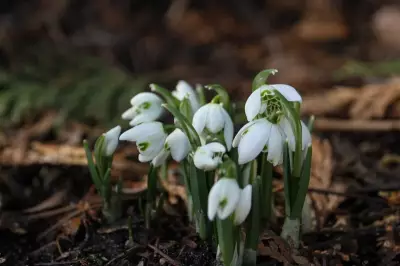London Region Sees Sunny Start Before Midweek Rain Arrives, Weather Shifts