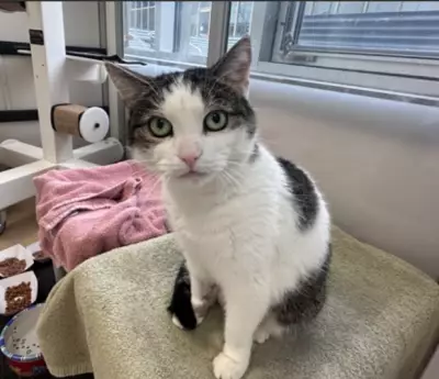 Mature Cat Noor Awaits Forever Home at Toronto Humane Society