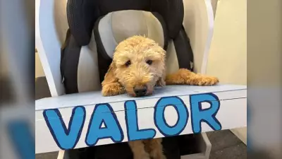 Puppy Valor Overcomes Mobility Loss, Nears Adoption After Rescue