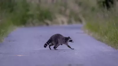 Raccoon Intrusion Triggers Widespread Power Outage in Gatineau, Hydro-Québec Reports