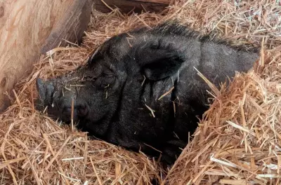 Ralphy's Retreat Animal Sanctuary Issues Urgent Plea for Hospice Barn Support