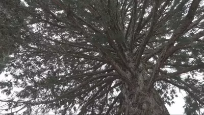 Richmond Residents Rally to Protect Historic Sequoia Tree from Removal